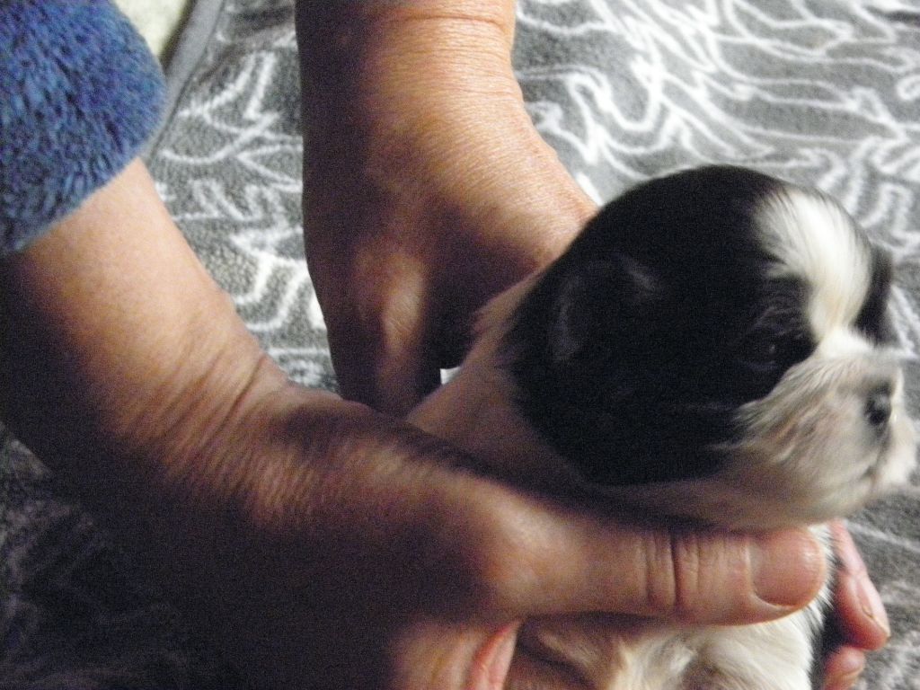 Publication : De la baalucherie Auteur : Laure Henne