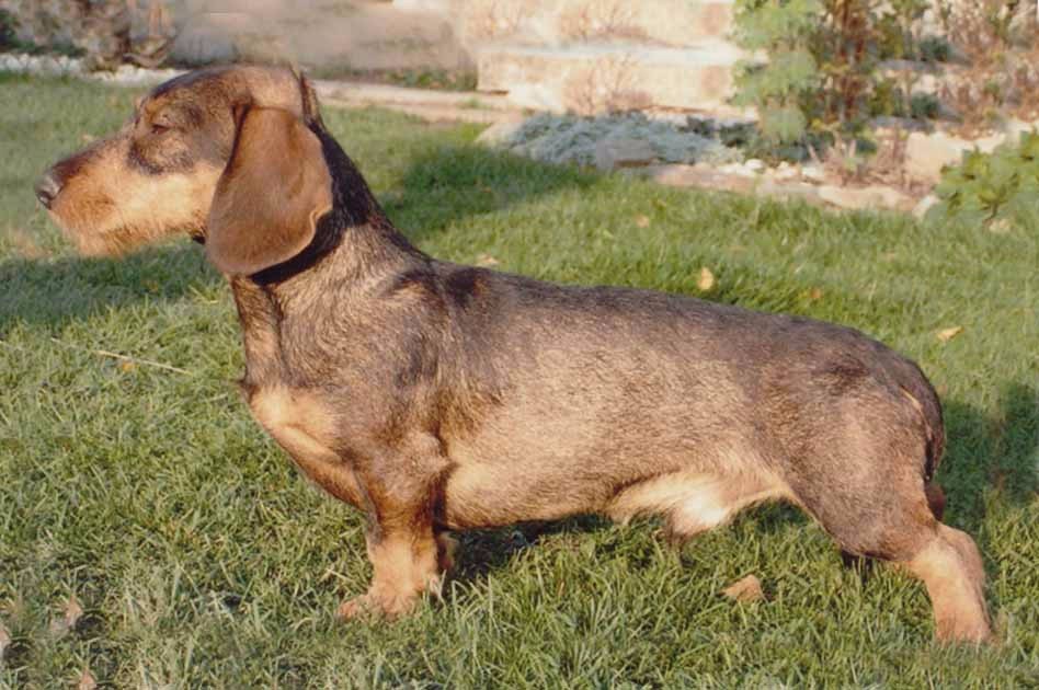 CH. Art z jezevci doliny