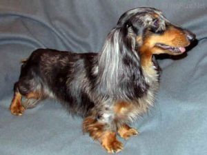CH. golden dakshaund Delacroix
