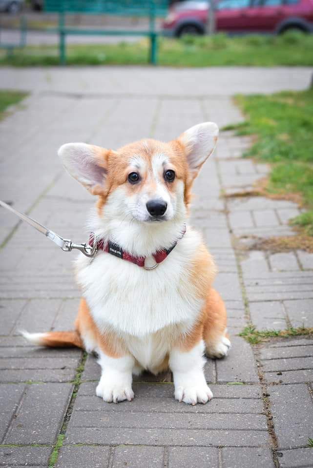 Publication : de la vallée de l'empereur 