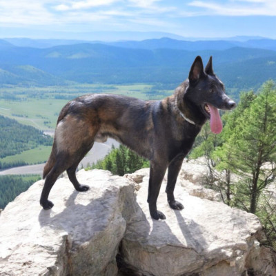 Étalon Berger Belge - Junior De La Forêt De L'espérance