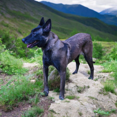 Étalon Berger Belge - R'zia De La Forêt De L'espérance