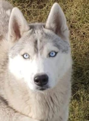 Étalon Siberian Husky - Nord-isen Gestia of siberian country