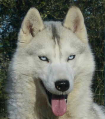 Étalon Siberian Husky - Nord-isen Gestia of siberian country