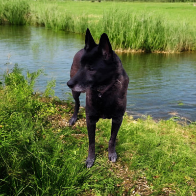 Étalon Berger Belge - Junior De La Forêt De L'espérance