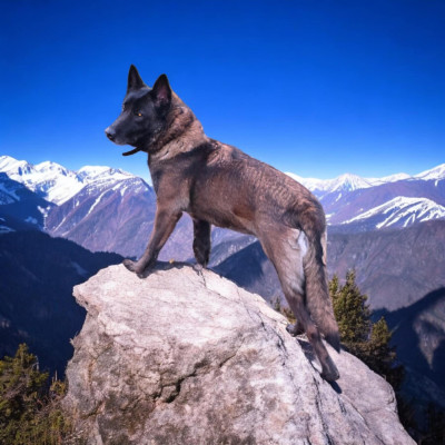 Étalon Berger Belge - R'zia De La Forêt De L'espérance