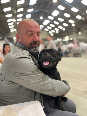 Étalon Staffordshire Bull Terrier - Shine bright like a diamond aka rihanna of the original pit spirit