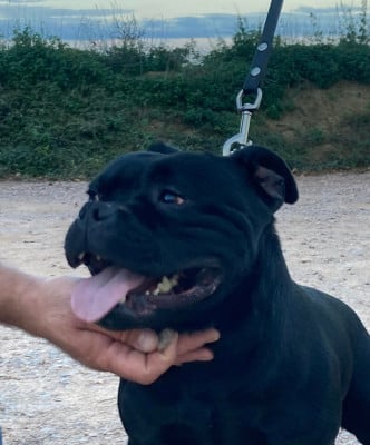 Étalon Staffordshire Bull Terrier - Sheperd derek aka mamour of the original pit spirit