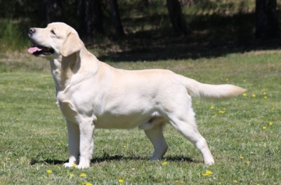 Étalon Labrador Retriever - Paddington Du clos de nissa-bella