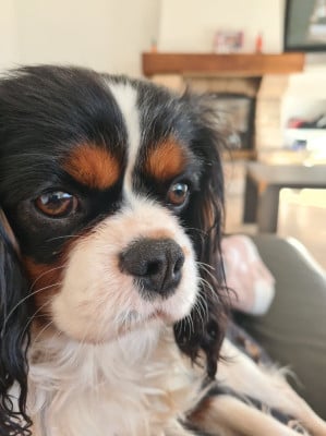 Étalon Cavalier King Charles Spaniel - Pippa des hauts de sianne