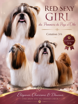 Étalon Shih Tzu - Red sexy girl des Pommiers du Pays d'Othe