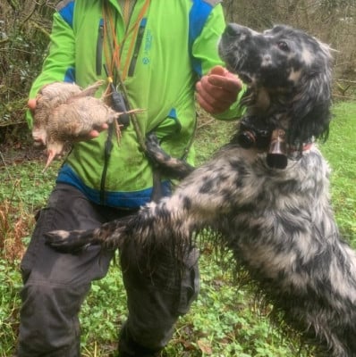 Étalon Setter Anglais - Rika Des forets correziennes