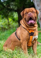 Étalon Dogue de Bordeaux - Mafate dit mastar (Sans Affixe)