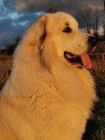 Étalon Chien de Montagne des Pyrenees - Passion interdite mao (Sans Affixe)