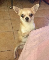 Étalon Chihuahua - Ombre argent des Petites Merveilles d'Aurore 