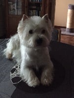 Étalon West Highland White Terrier - Popeye Des Ombres Thevaine