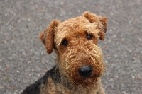 Étalon Airedale Terrier - Nikky du Domaine de Souvigny