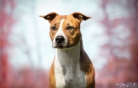 Étalon American Staffordshire Terrier - Nymeria sand Du Paradis D'Eole