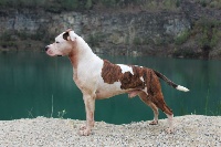 Étalon American Staffordshire Terrier - Nippy kiss De L'Empreinte De Dog'star