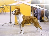 Étalon American Staffordshire Terrier - CH. Johnnie walker bakaroro blu-diamand-rose