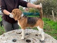 Étalon Beagle - R mione De La Croix Des Bruyeres