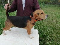 Étalon Beagle - Prince de l'echo des garrigues