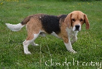 Étalon Beagle - Pamplemousse Des Courants De La Selle