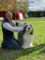 Étalon Bearded Collie - CH. Obsession de Chester