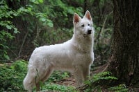 Étalon Berger Blanc Suisse - Nam iet er nox'arya Of Hypnotik Dream