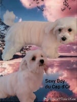 Étalon Bichon maltais - Sexy boy Du Cap d'Or