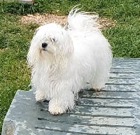 Étalon Bichon maltais - Rokie Des Terres De Miss Blue