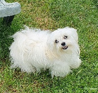 Étalon Bichon maltais - Rosie Des Terres De Miss Blue