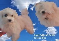 Étalon Bichon maltais - Super baby Des Terres De Miss Blue