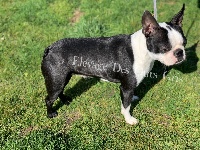 Étalon Boston Terrier - Royal kiss Des Ours Gris