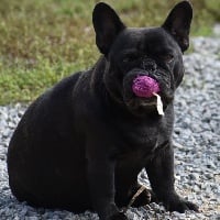 Étalon Bouledogue français - La petite robe noire du domaine de Bodaway