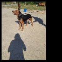 Étalon Bruno du Jura type Bruno - (Sans Affixe) Hurleur des echos du tertre roti