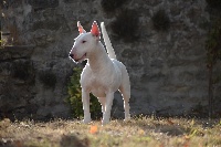 Étalon Bull Terrier Miniature - Ovidi Geepsy Spirit