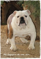 Étalon Bulldog Anglais - Orson des Seigneurs du clan d'or