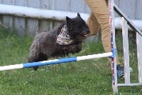 Étalon Cairn Terrier - Jump De malaga