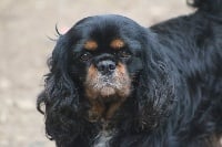 Étalon Cavalier King Charles Spaniel - Jaïden Du manoir de la licorne