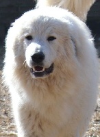 Étalon Chien de Montagne des Pyrenees - Gisleene daira From Pyrlandia