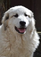 Étalon Chien de Montagne des Pyrenees - Ryse Du Massif De l'Esterel