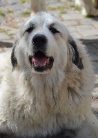 Étalon Chien de Montagne des Pyrenees - Monique del monte gariglione
