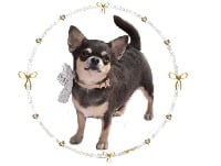 Étalon Chihuahua - O'sborg Of Love Prety girl