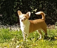 Étalon Chihuahua - Pou pou pidou Des Chixy Du Soleil