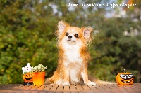 Étalon Chihuahua - Sweet life on riviera svajoniu angelas