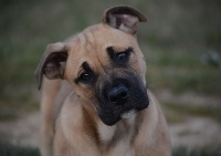 Étalon Dogue de Majorque - Seraphine de Can Bourbon