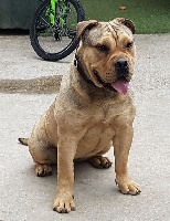 Étalon Dogue de Majorque - Venuss cazador del torros