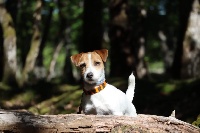 Étalon Jack Russell Terrier - CH. Rafale De Fierville Les Parcs
