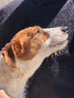 Étalon Jack Russell Terrier - Pomme du Serre des Rands